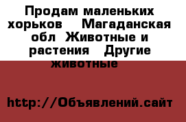 Продам маленьких хорьков. - Магаданская обл. Животные и растения » Другие животные   